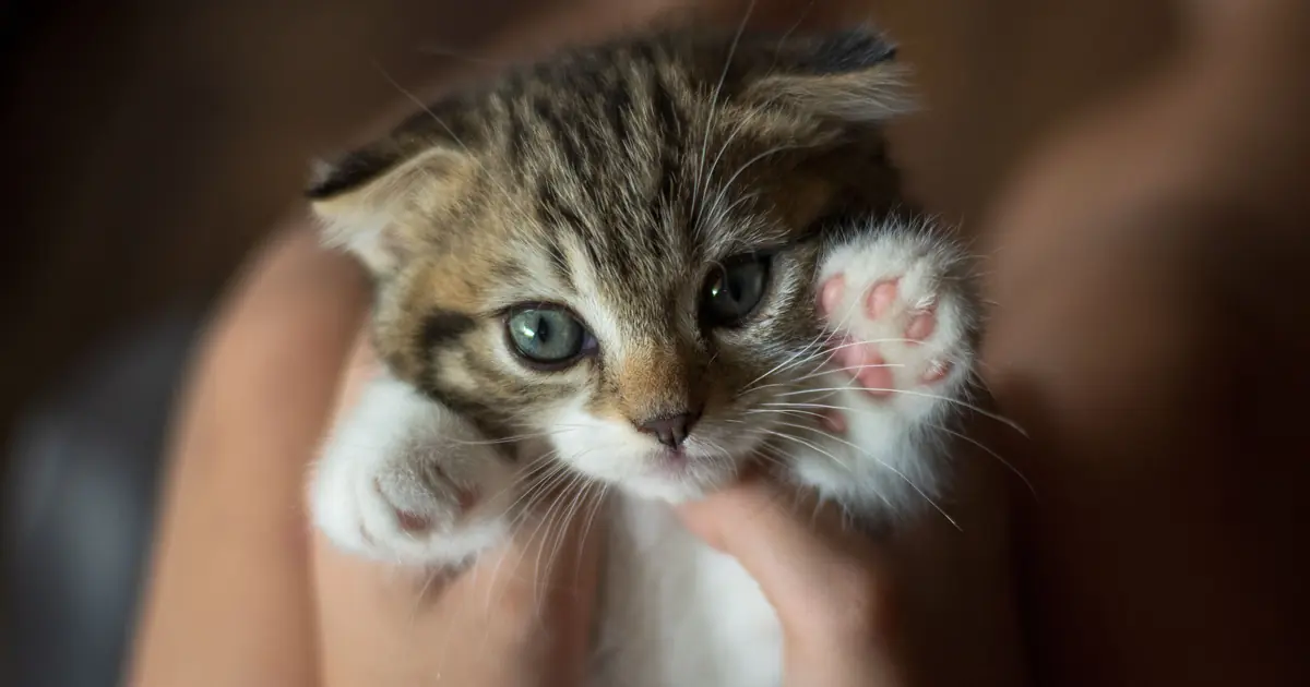 How to Teach a Cat Tricks: 7 Easy Steps That Work 1