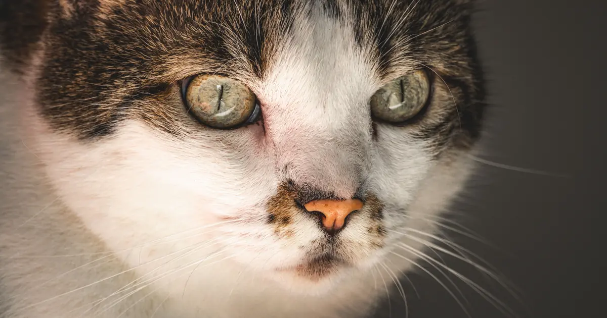 How to Tell How Old a Cat Is: 6 Easy Vet-Backed Signs 1