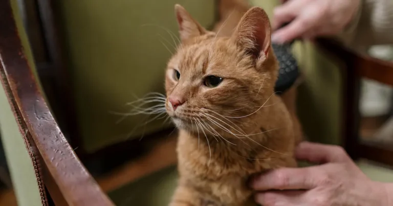 how to tell if cat has fleas