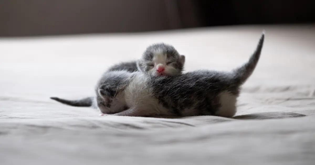 how to tell the gender of a kitten
