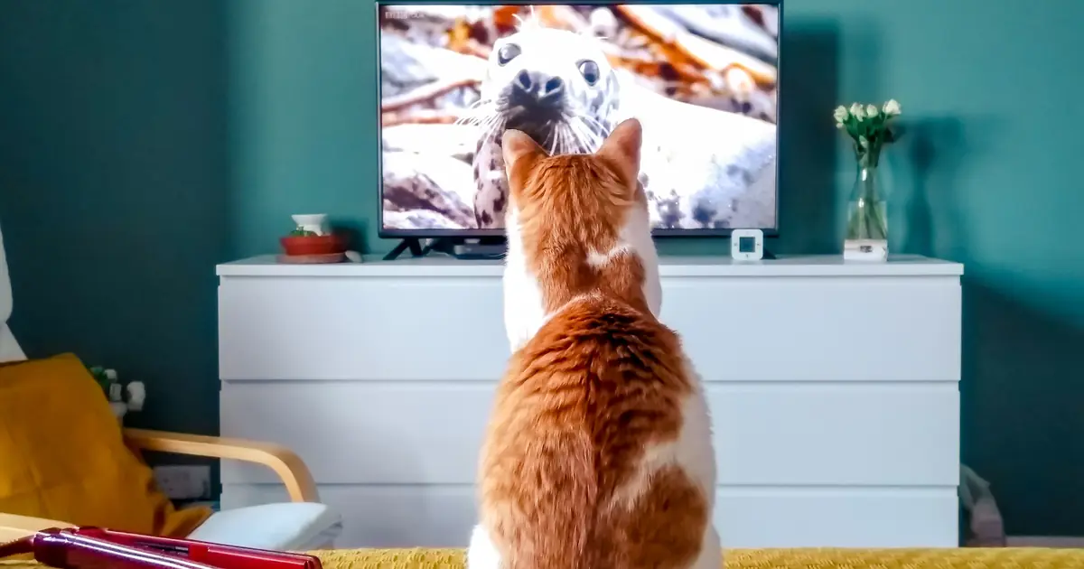 Is Cat TV Good for Cats? 7 Key Things to Know First 1
