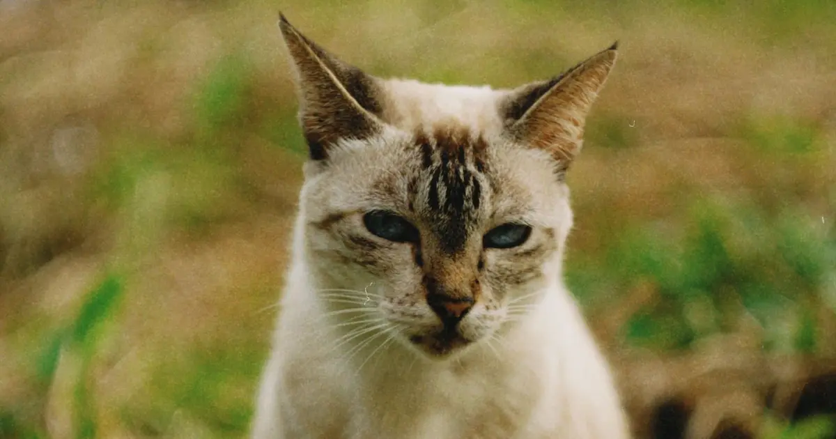 javanese cat