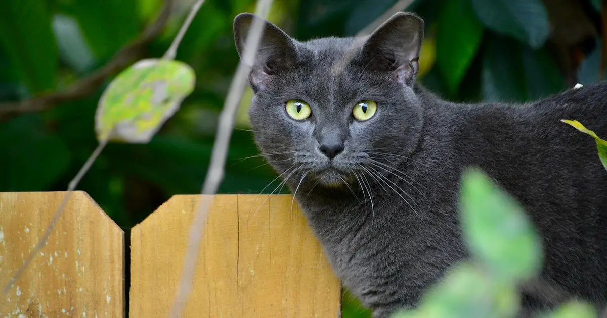 korat cat