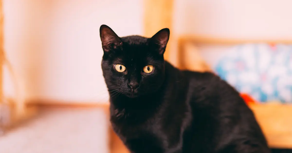 Kurilian Bobtail