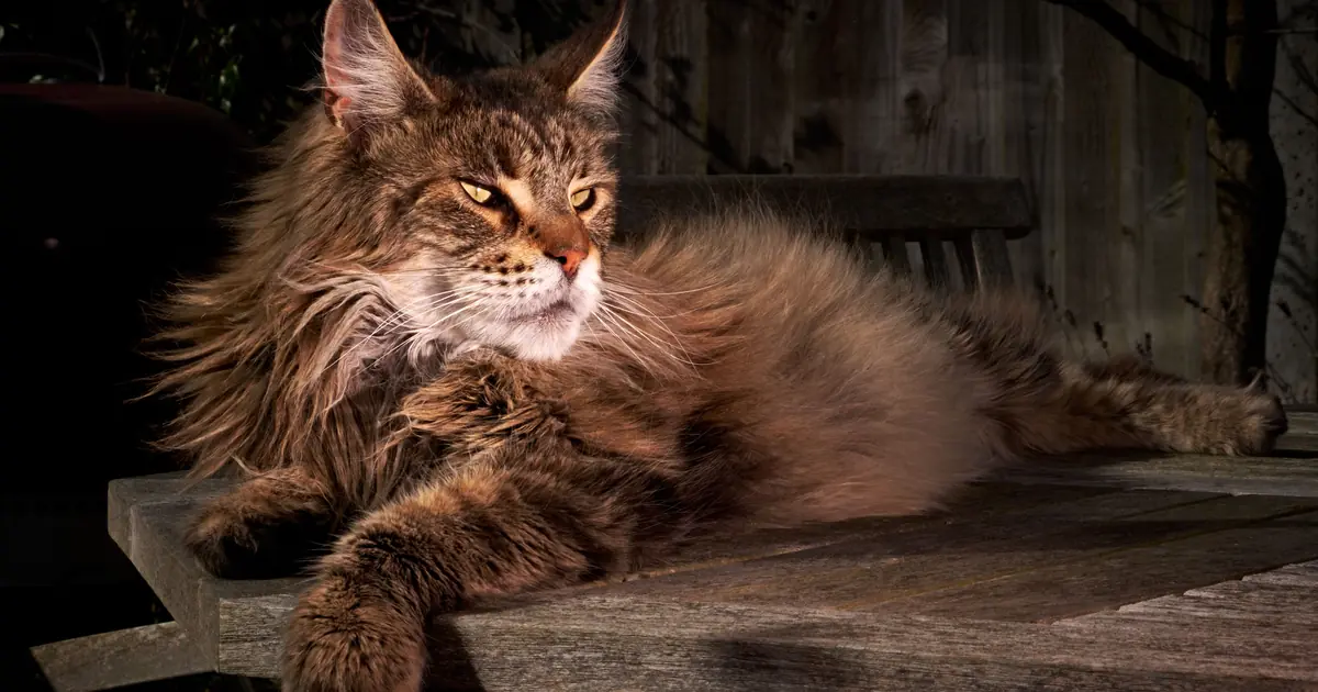 a large maine coon cat