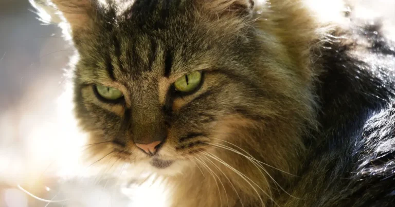 maine coon life expectancy