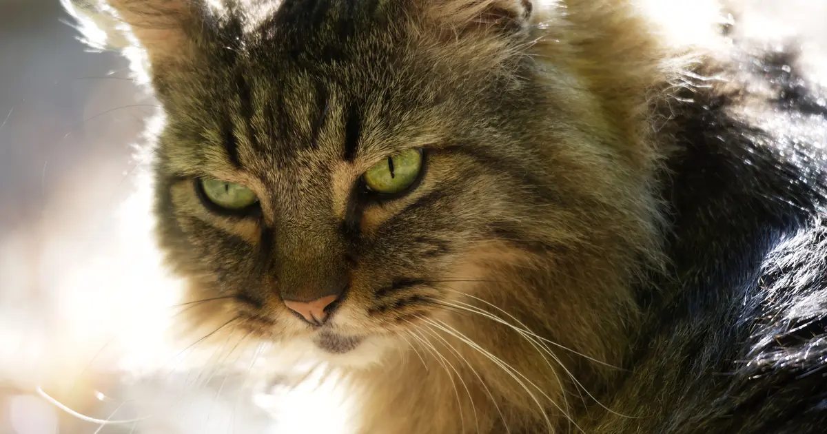 maine coon life expectancy