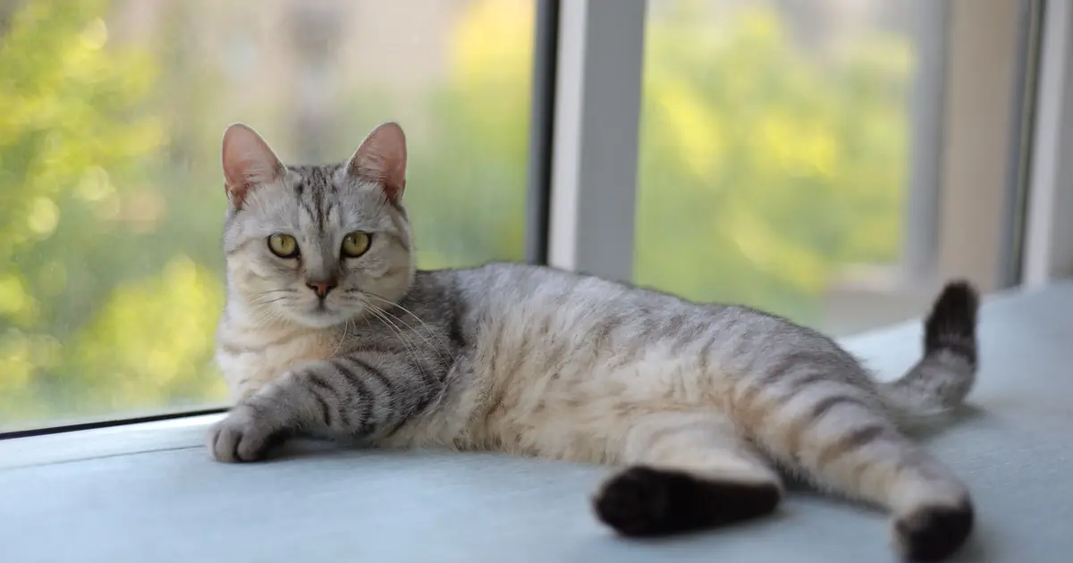 Minskin Cat Breed Guide