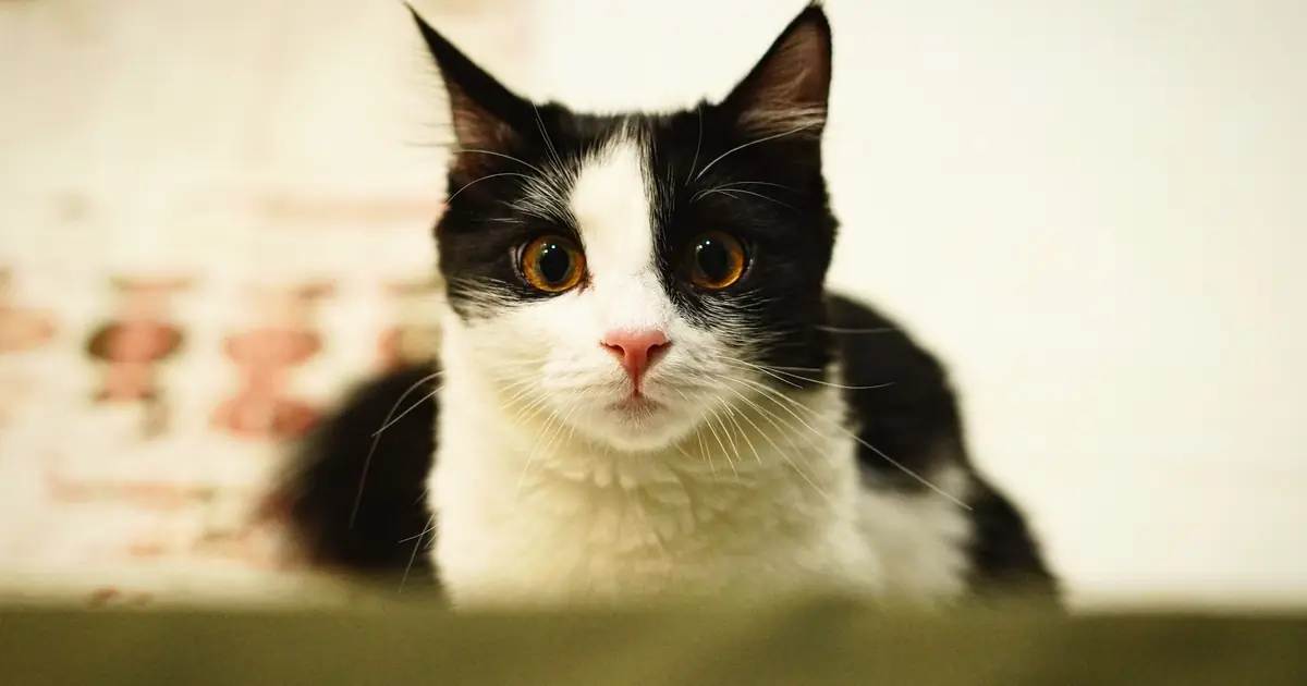 Minuet Cat (Napoleon)