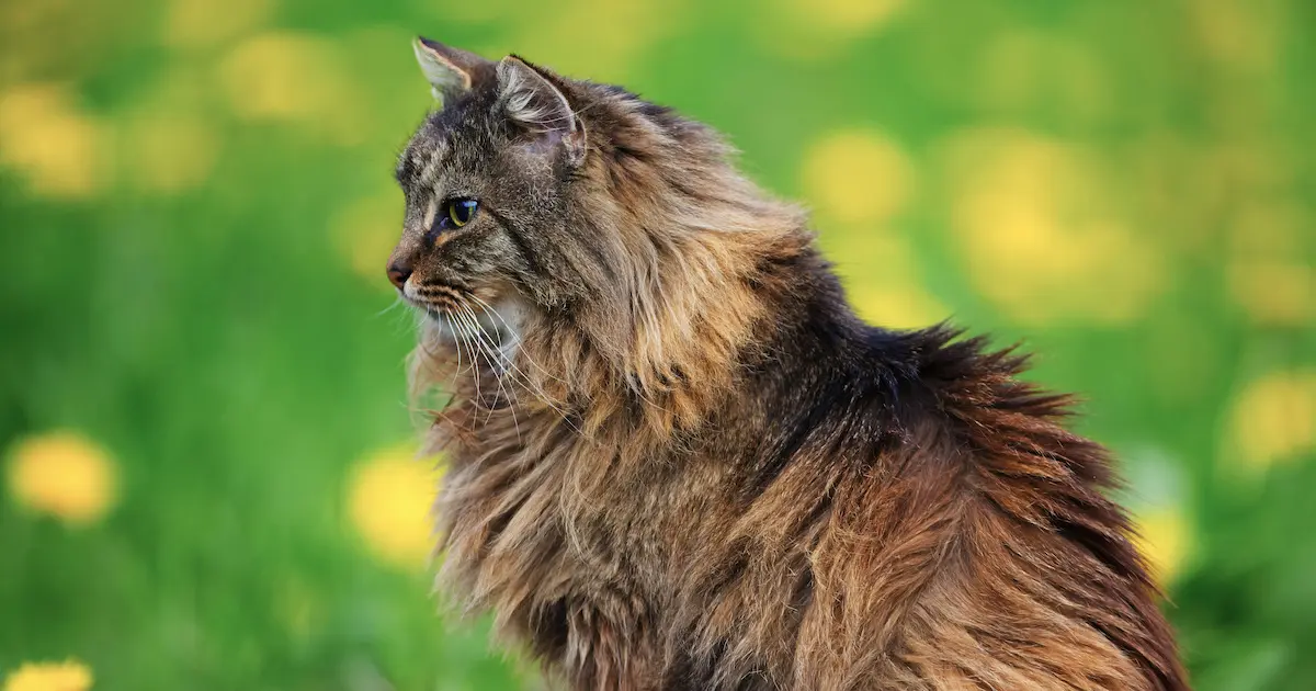norwegian forest cat