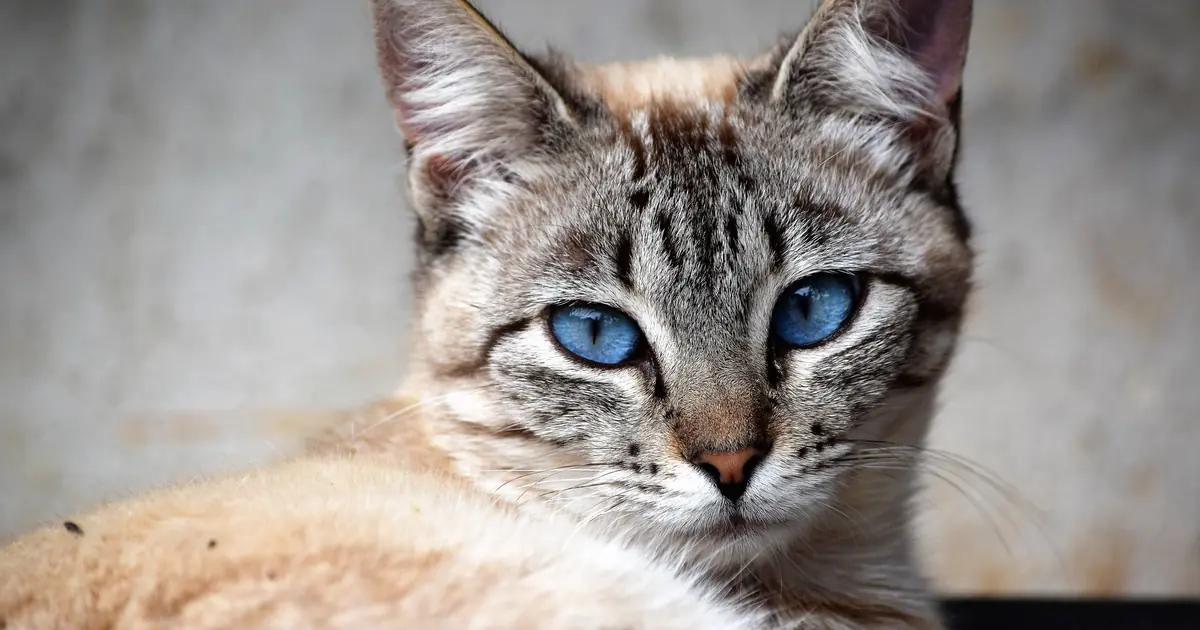 Ojos Azules Cat