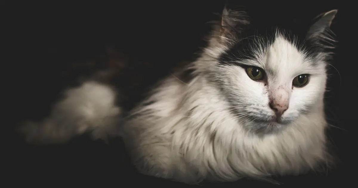 oriental longhair cat