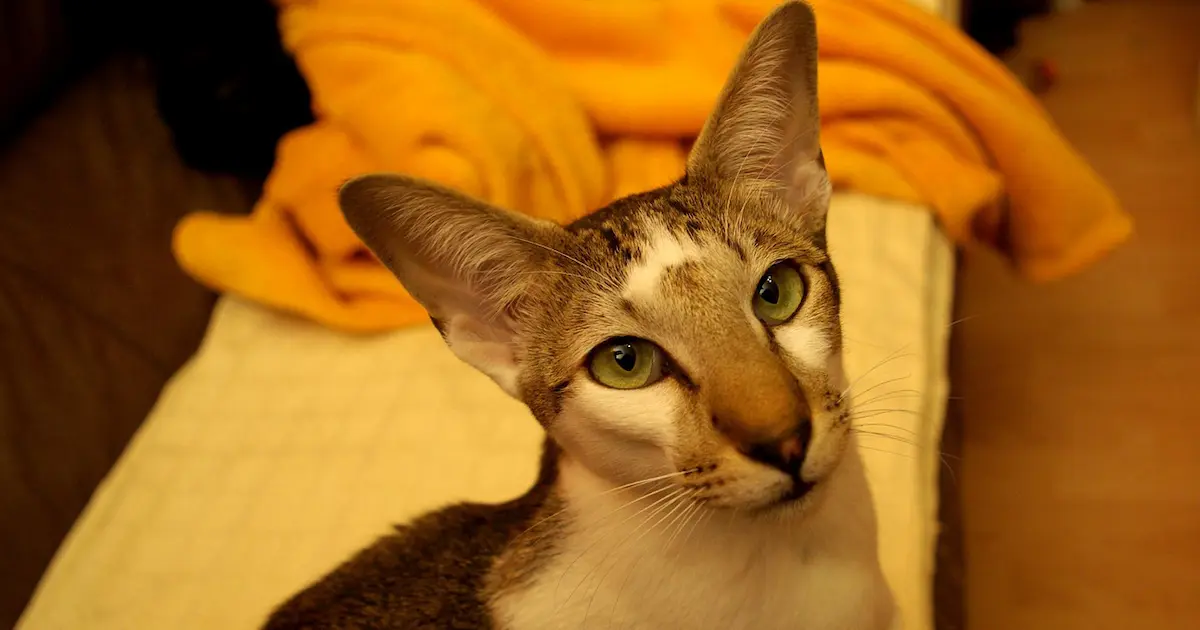 oriental shorthair