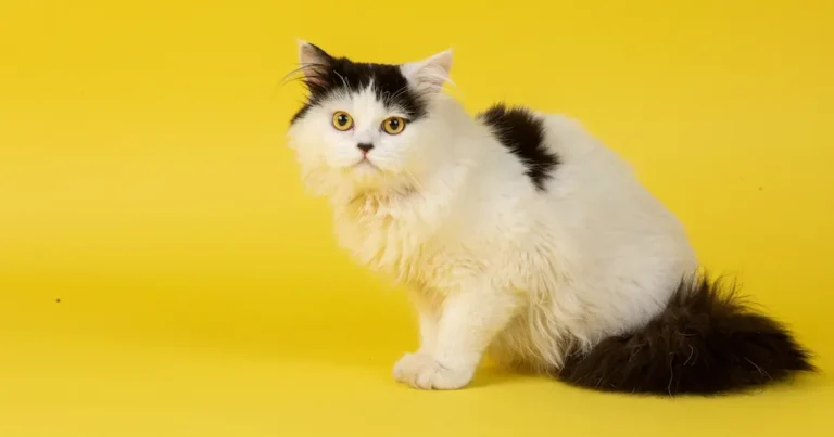 persian cat