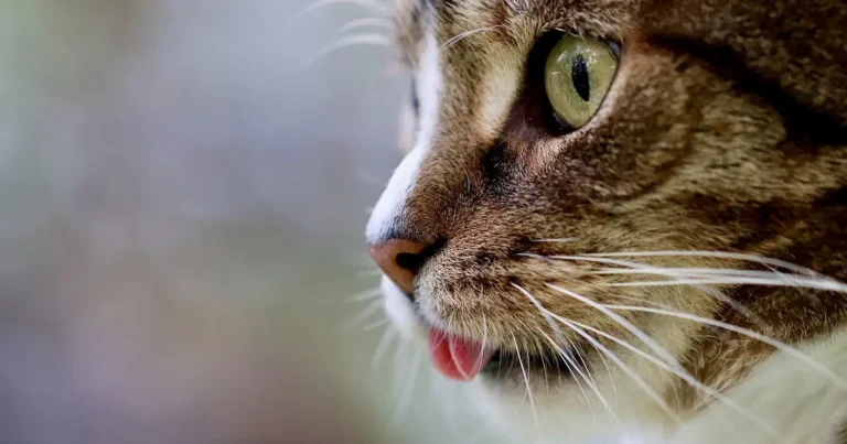 ragamuffin cat