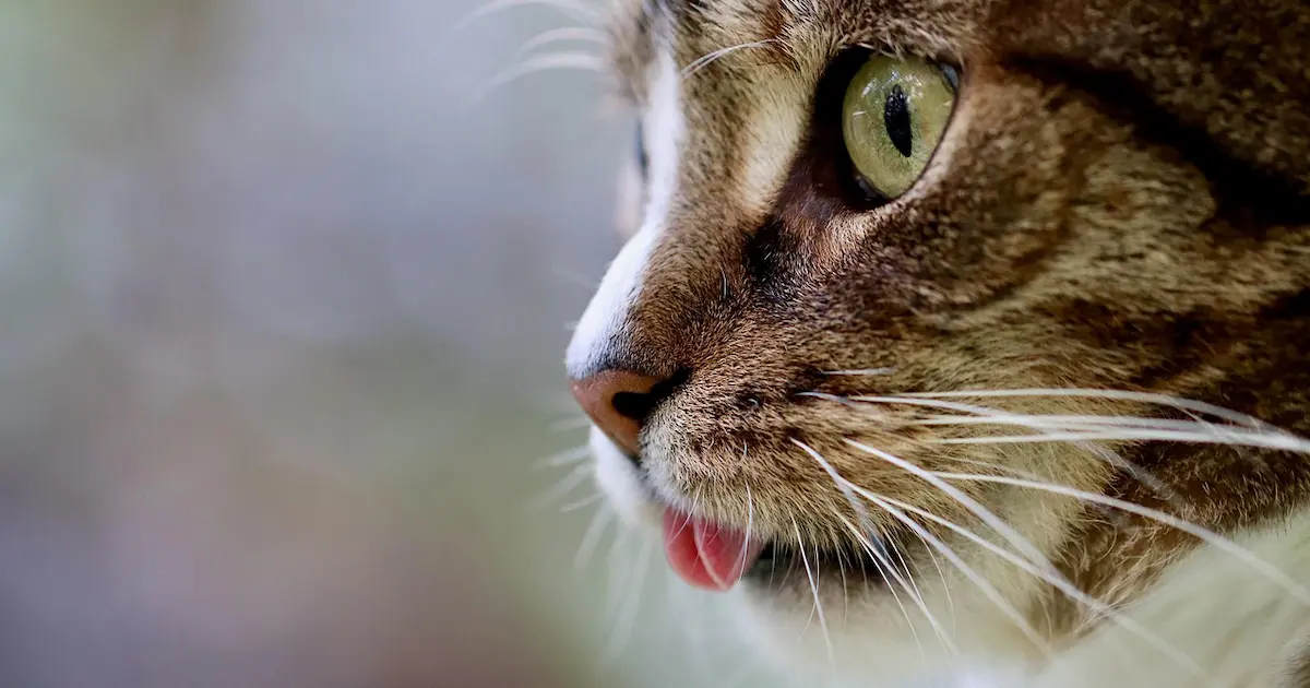 ragamuffin cat