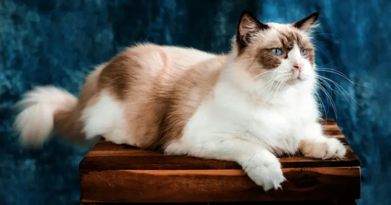 ragdoll cat