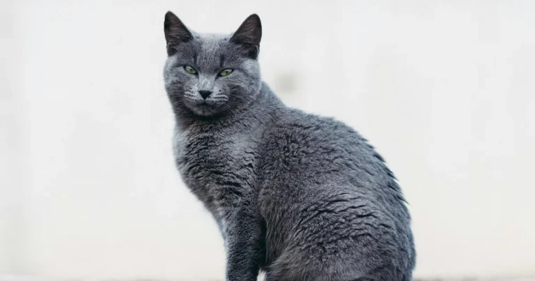 russian blue