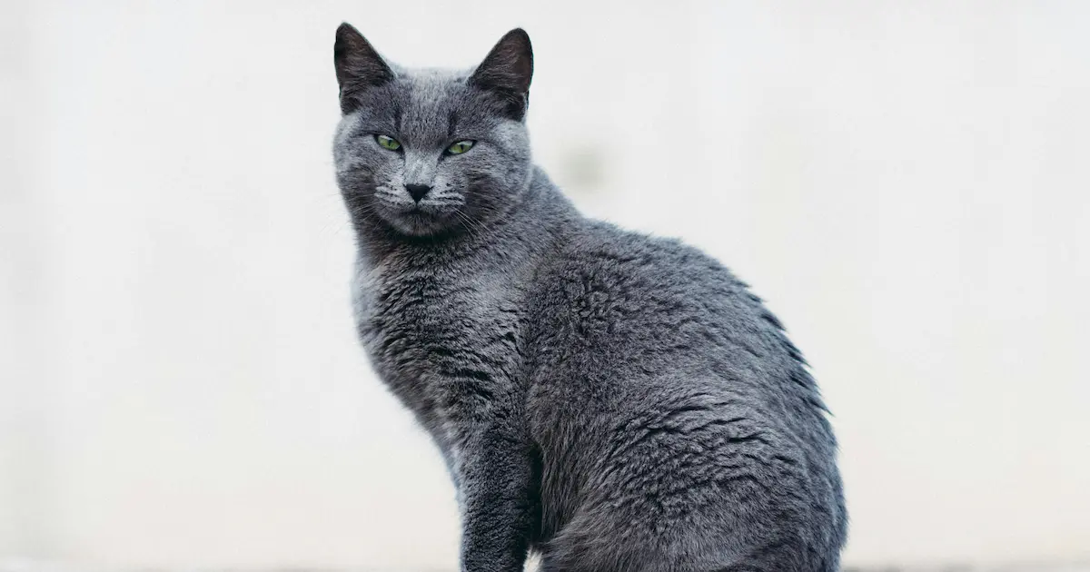 russian blue