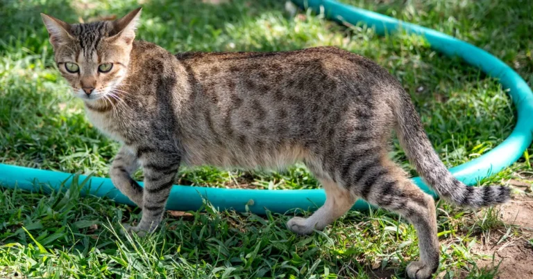 savannah cat
