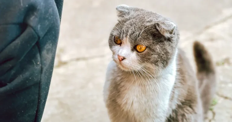 scottish fold