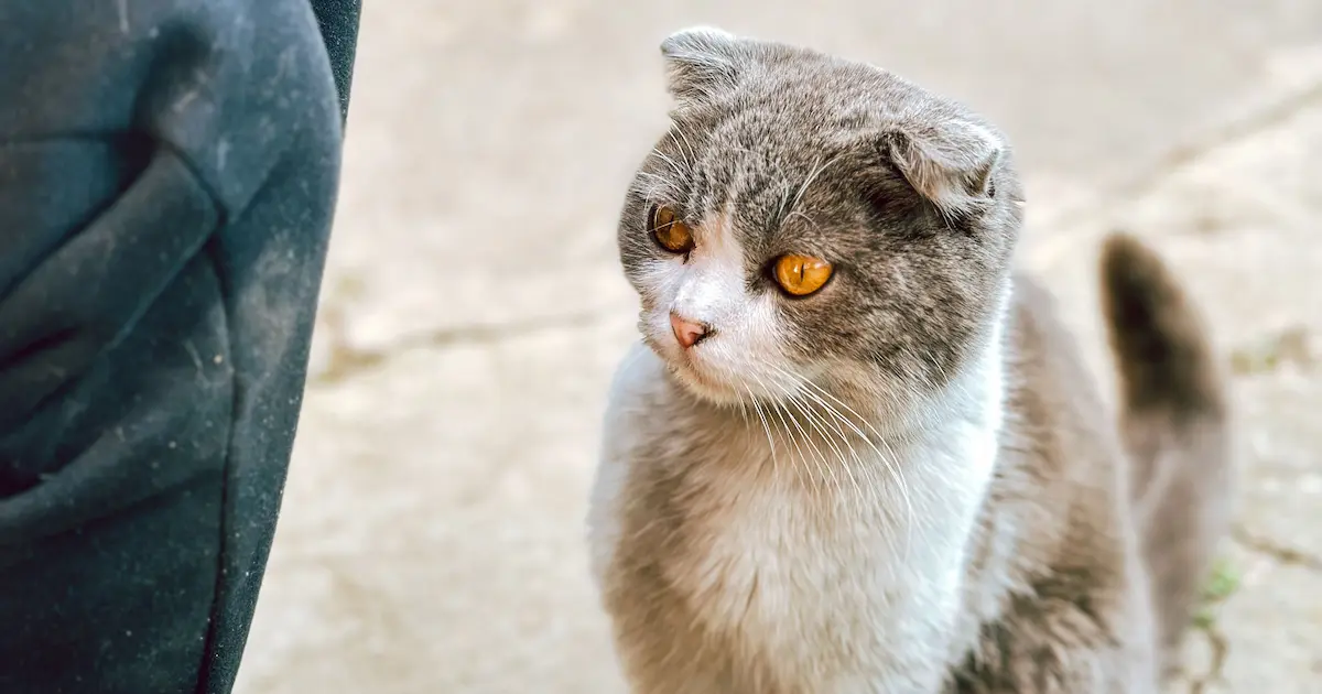 scottish fold