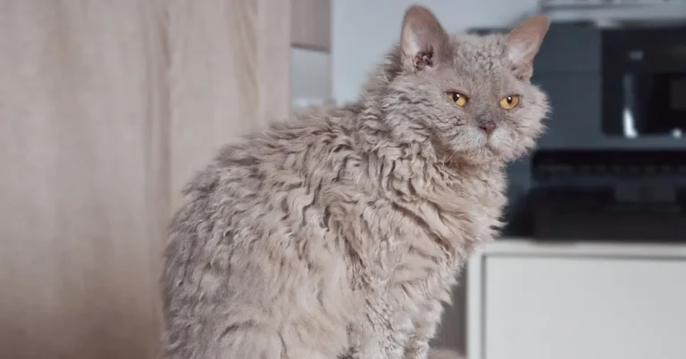 selkirk rex