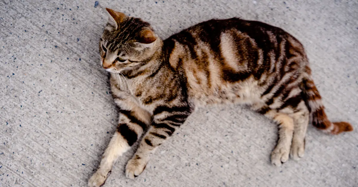 Serengeti Cat