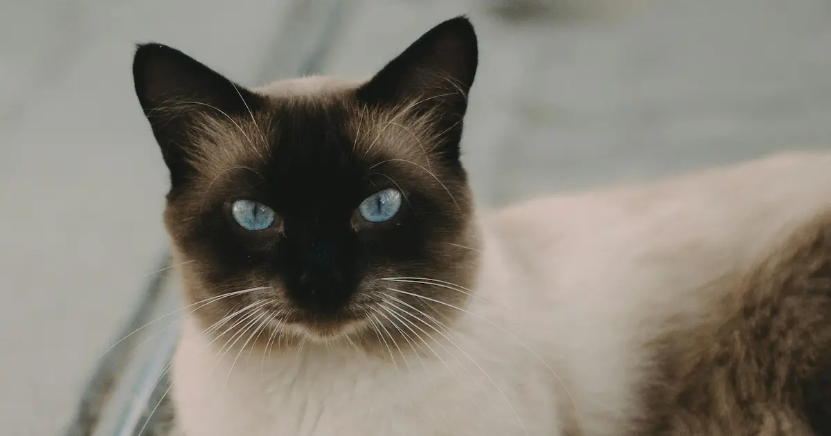 siamese cat
