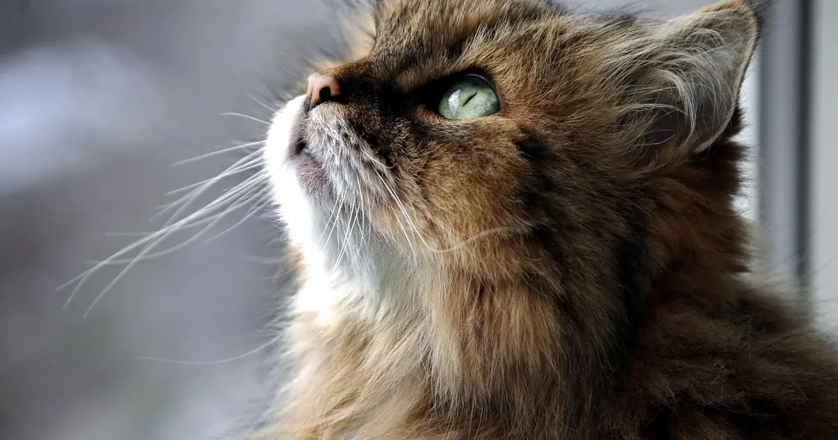 siberian cat