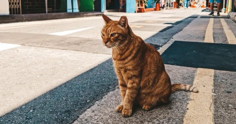 singapura cat