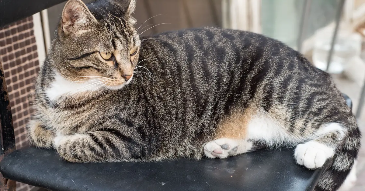 sokoke cat
