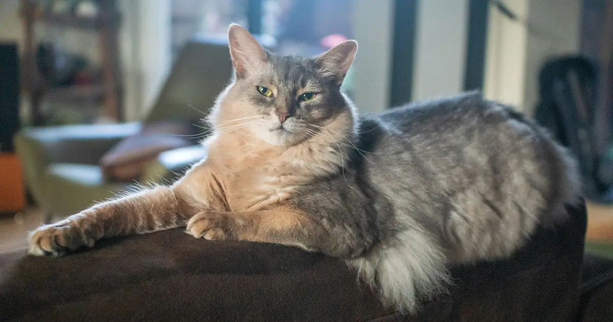 somali cat