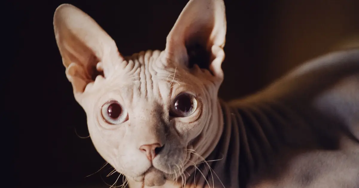 sphynx cat