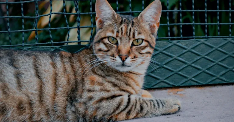toyger cat
