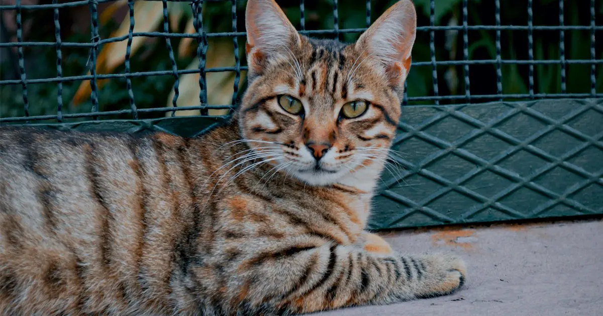 toyger cat