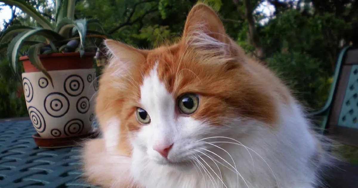 turkish angora
