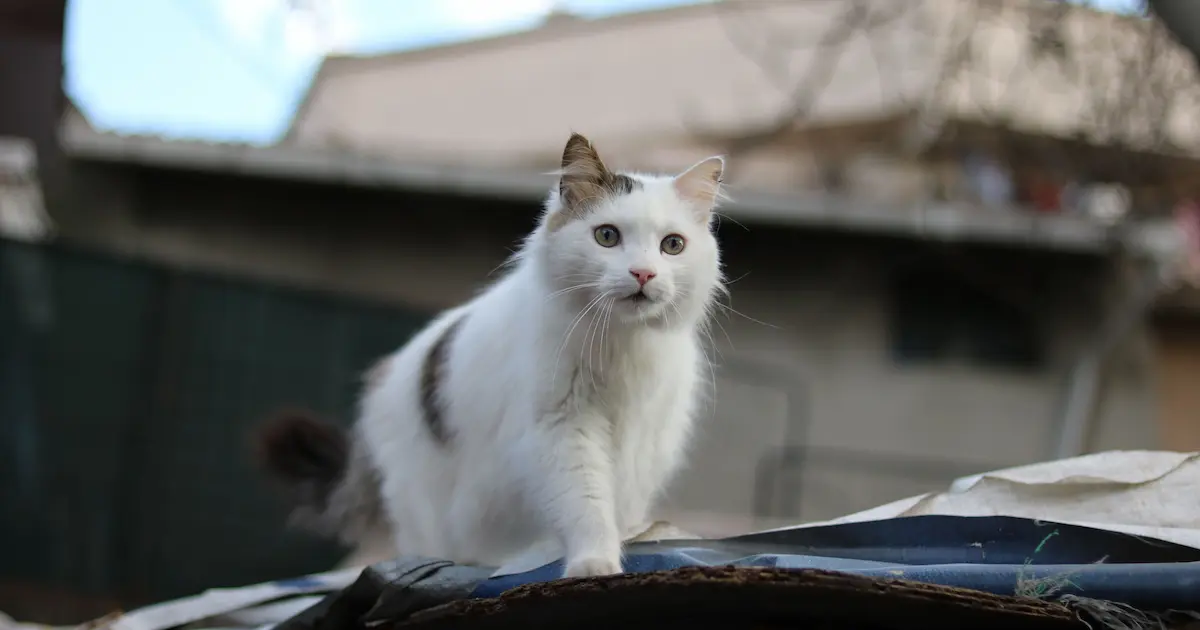 turkish van