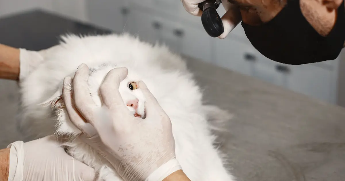 veterinarian examining a cat during a check-up