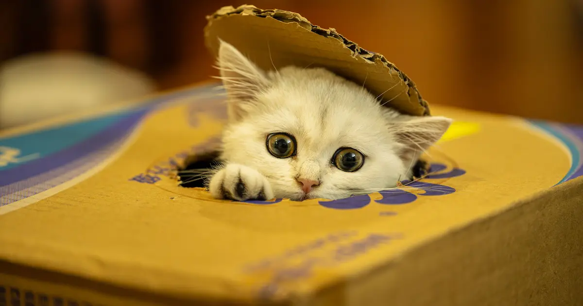 what do cat worms look like