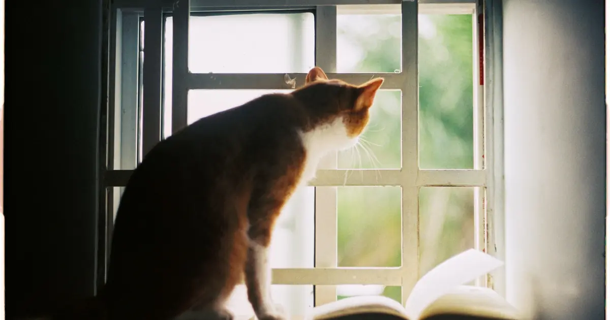 What Does Cat Vision Look Like? 7 Surprising Truths 1