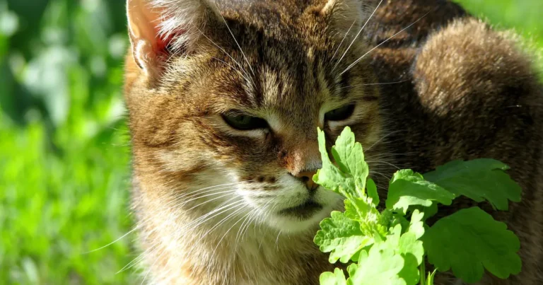 What Does Catnip Do to a Cat? The Science, Simply 1