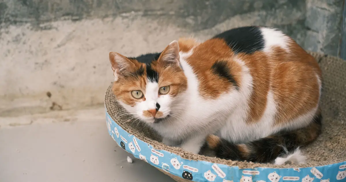 What Does It Mean When a Cat Loafs? 7 Real Reasons 1