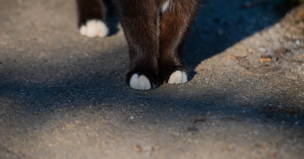 What Does It Mean When a Cat Rubs Against You? 7 Reasons 1