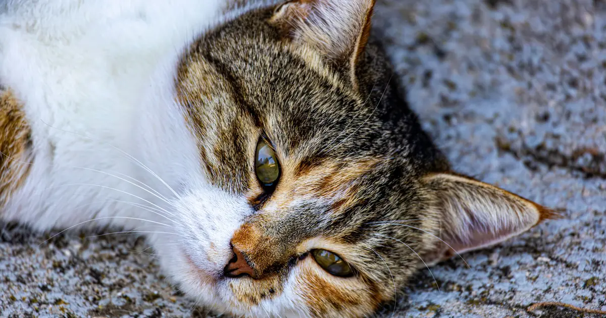 What Does It Mean When a Cat Slow Blinks at You? (Explained) 1