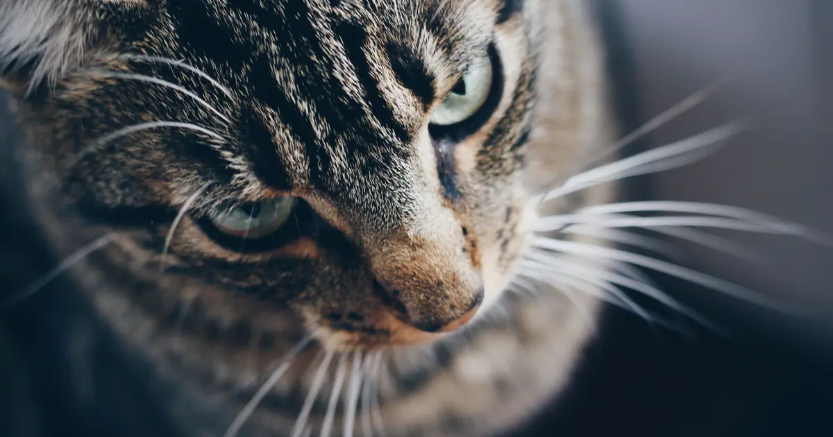 What Is a Tabby Cat? Patterns, Colors, and M Marking Facts 1