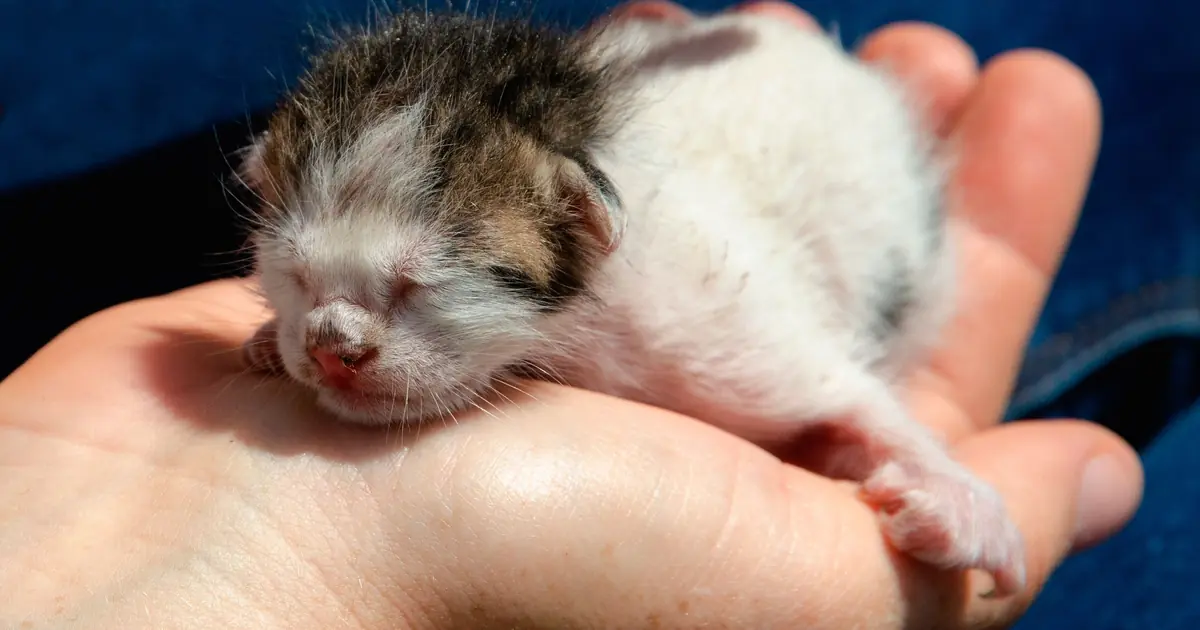 a newborn kitten held in a hand