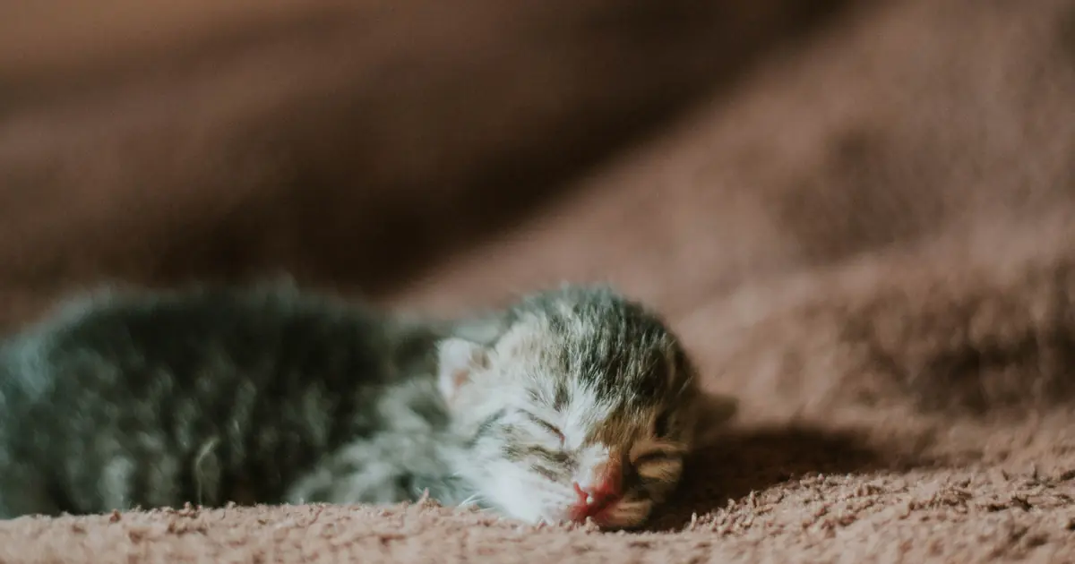 what is fading kitten syndrome