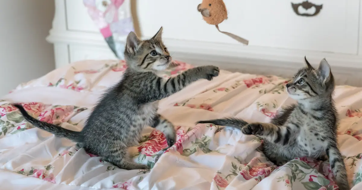 a kitten pouncing in play