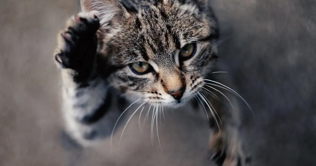 when do kittens calm down